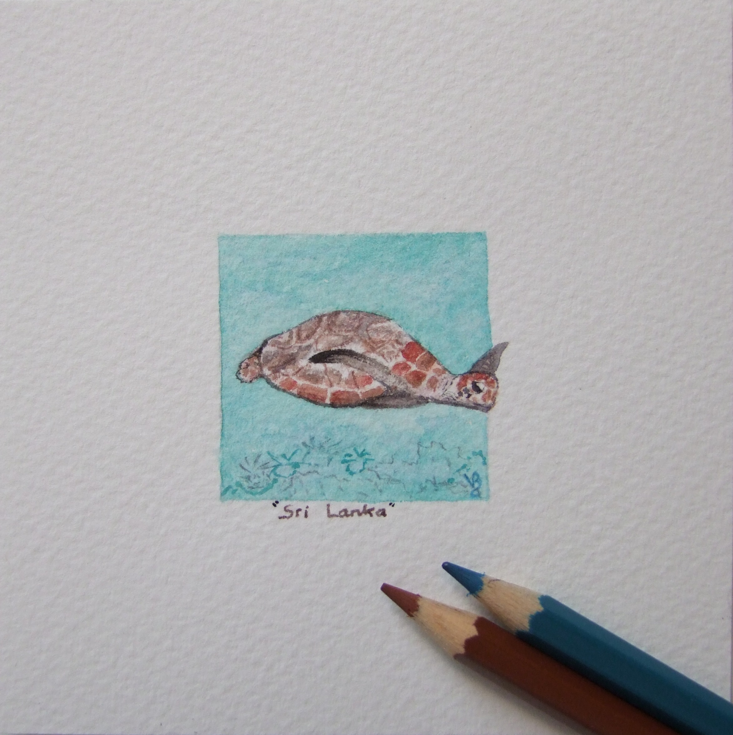 Tortue - Sri Lanka  (miniature 4x4 cm)