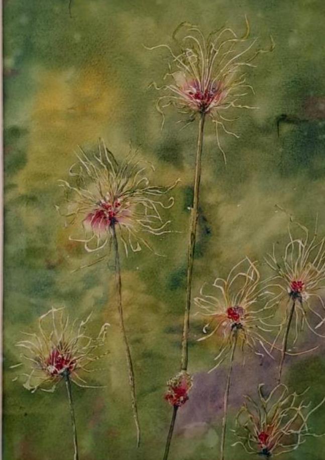 Allium "hair"