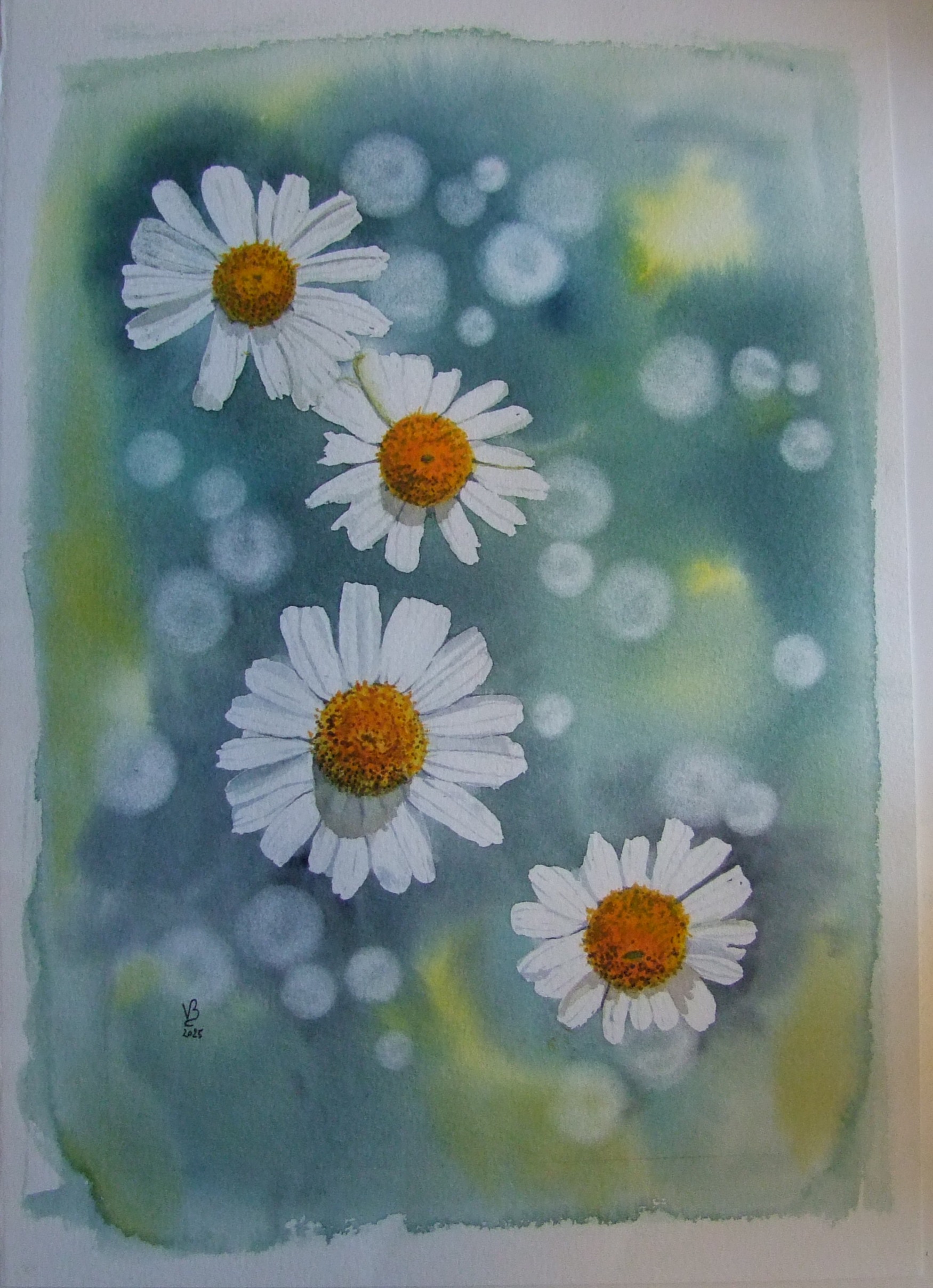 Marguerites d'été